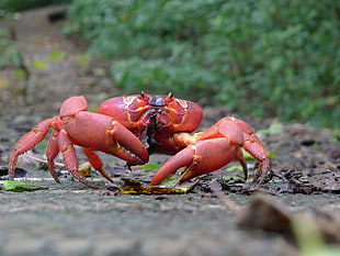 red crab crawling on gray soil HD wallpaper