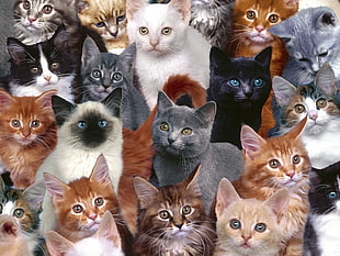 assorted cats HD wallpaper