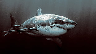 black shark, shark, dark, sea, underwater HD wallpaper