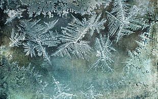 photo of snow flakes