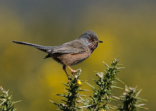 gray bird perching on green plant