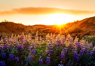bed of purple petaled flower with golden hour background, lupines