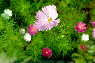 macro photography pink petal flower HD wallpaper