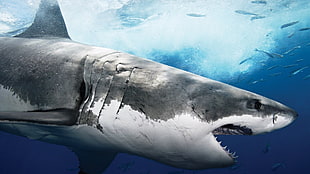grey shark illustration