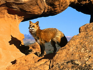 brown coyote on soil near rock during daytime