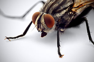 macro photography of housefly
