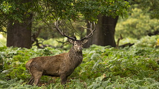 male deer, landscape, elk, wildlife HD wallpaper