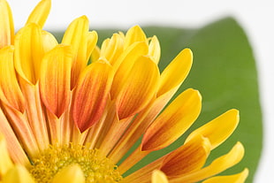 yellow multi-petaled flower in close-up photography, chrysanthemum