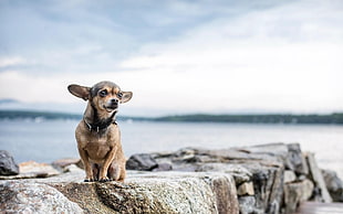 adult sable smooth apple head Chihuahua sits on rock formation near shoreline during daytime