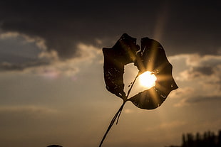 silhouette of plant against sun in closeup photo