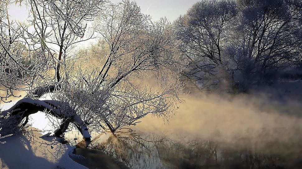 brown tree branch near lake HD wallpaper