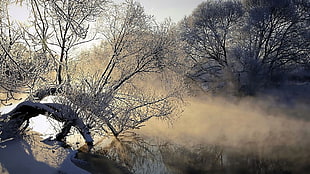 brown tree branch near lake