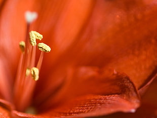 red flower stigma in closeup photography
