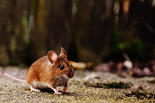 brown mouse on gray surface