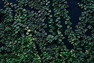 green leaf vines, Leaves, Wall, Green