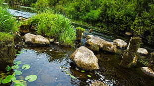 brown rock, river, stone, water, green HD wallpaper
