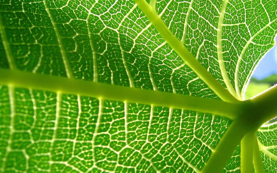 close up green leaf HD wallpaper