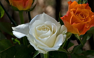 photography of white and orange flowers