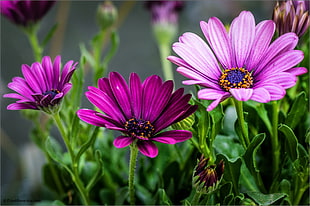 selective focus photography of pink petal flowers HD wallpaper