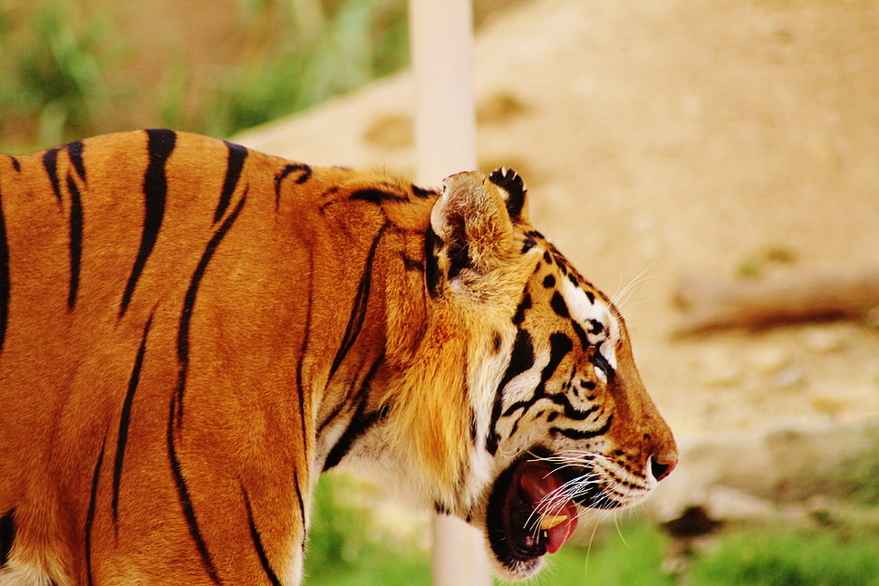 Bengal Tiger HD wallpaper
