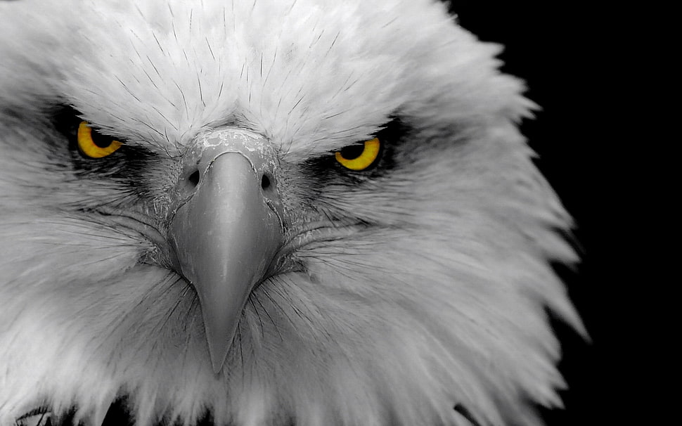 bird photo HD wallpaper