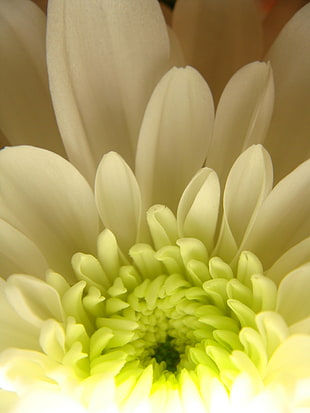 close-up photo of white cluster flower, chrysanthemum