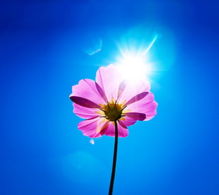 photo of pink flower during daylight HD wallpaper