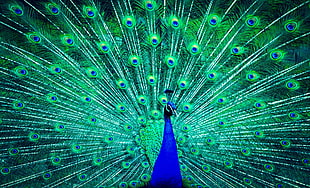 peacock painting HD wallpaper