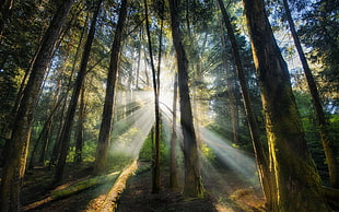 green forest, landscape, nature, sun rays, forest