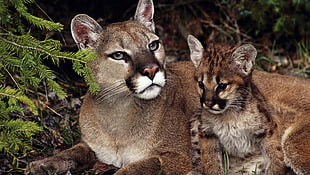brown lynx, big cats