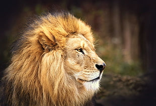 photo of Lion