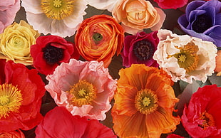 assorted color flowers