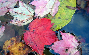 macro shot of maple leaves on body of water