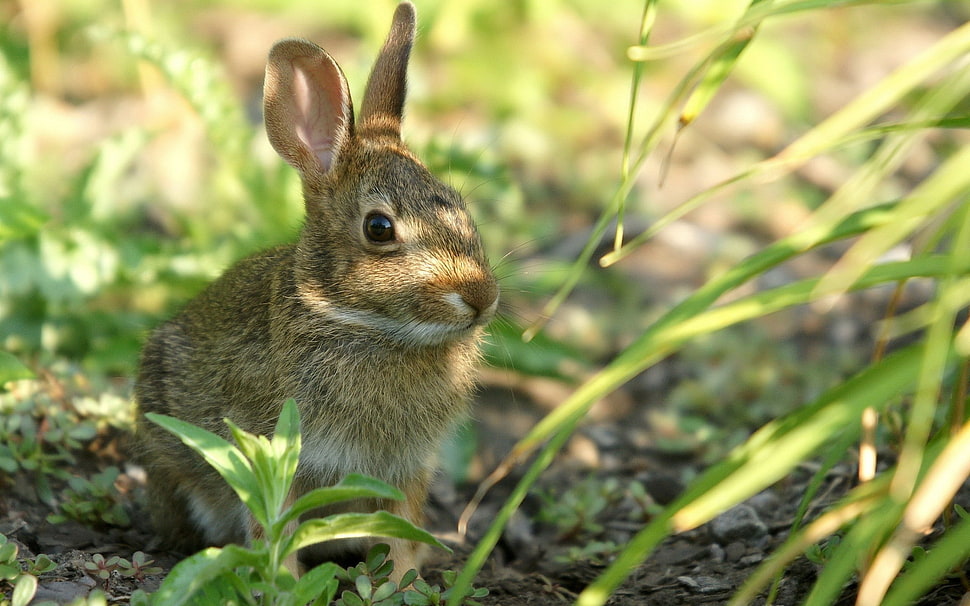 gray rabbit beside green leaf plant HD wallpaper