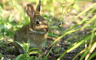 gray rabbit beside green leaf plant