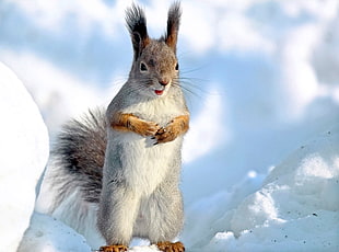 white,gray and brown squirrel on snow