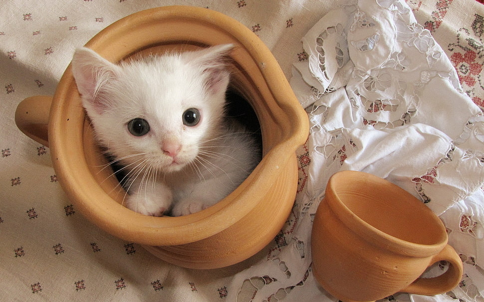 white short coated kitten in brown pitcher HD wallpaper