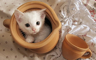 white short coated kitten in brown pitcher