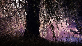 black tree wallpaper, willow trees, weeping willow, willows, plants