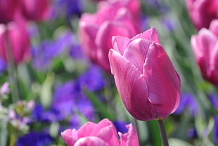 pink flowers photo during daytime, tulips
