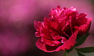 red rose close-up photo HD wallpaper