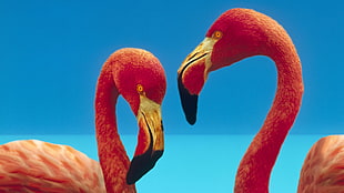 two red flamingos, animals, flamingos, birds HD wallpaper