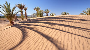 fan palm trees, nature, landscape, palm trees, sand