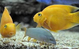 yellow parrot fish