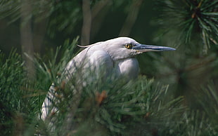 shallow focus photography of white bird
