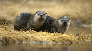 two sea lions, nature, animals, otters