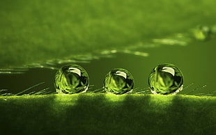 macro photography of water dews