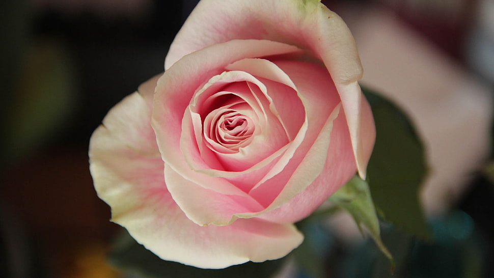 closeup photo of pink rose flower HD wallpaper