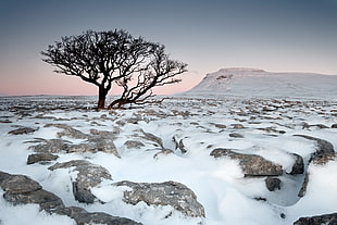 landscape photogray of bare tree on snowy place HD wallpaper