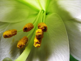 macro photography of flower buds during daytime